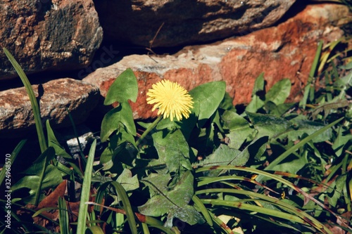 Dandelion