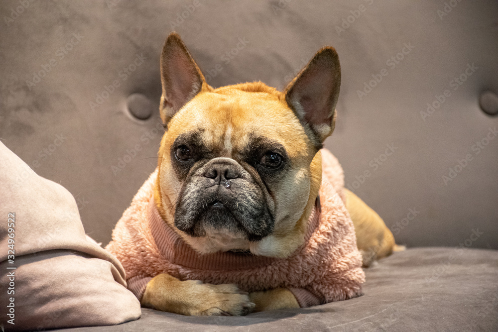 english bulldog wearing pink coat