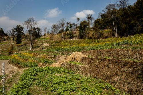 Plantations of various vegetables and the collection of hay in the village of Nepal