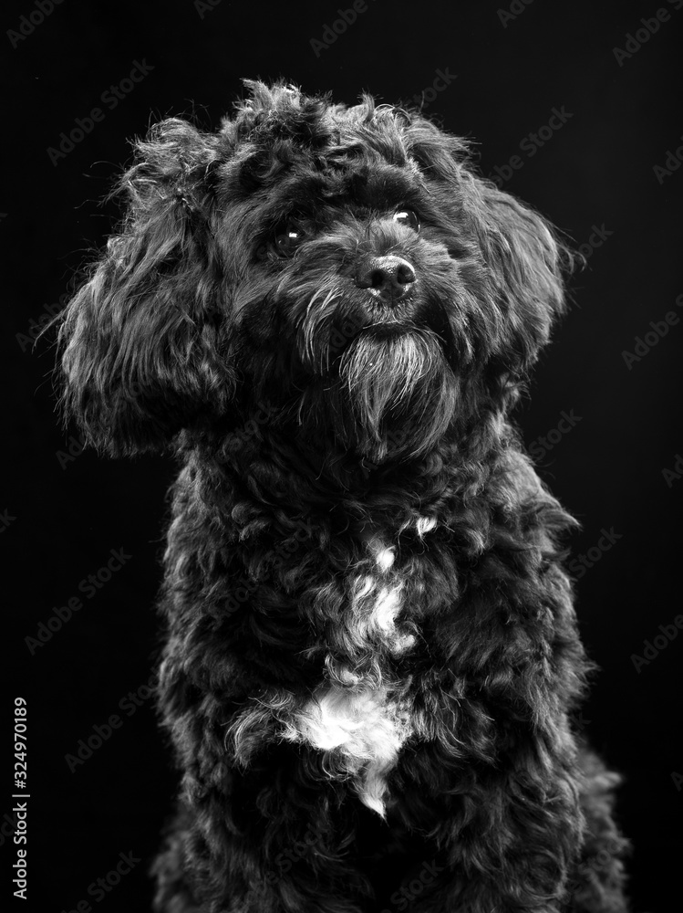 poodle studio curious poodle studio curious