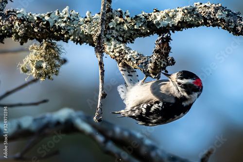 Downy Woodpecker