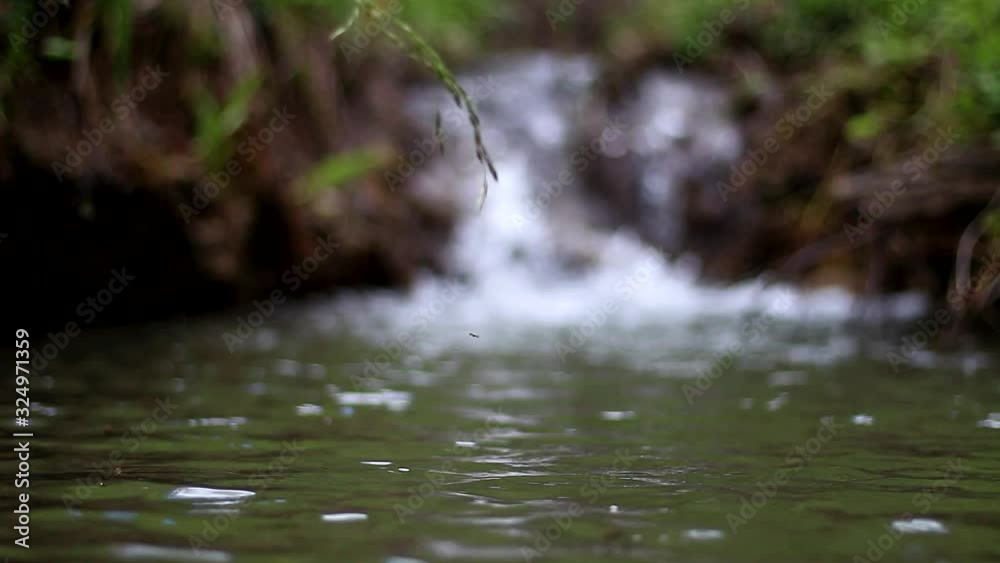 Video of pure and clean mountain river. Water flow with insects on the surface, shallow depth of field. Video of pure and clean mountain river. Water flow with insects on the surface, shallow depth of field.