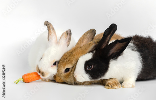 Three little rabbits with one fresh carrot on white background. Feeding animal.. photo