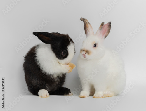 Two action of two cute adorable rabbits on white background. Lovely action of adorable baby rabbit .