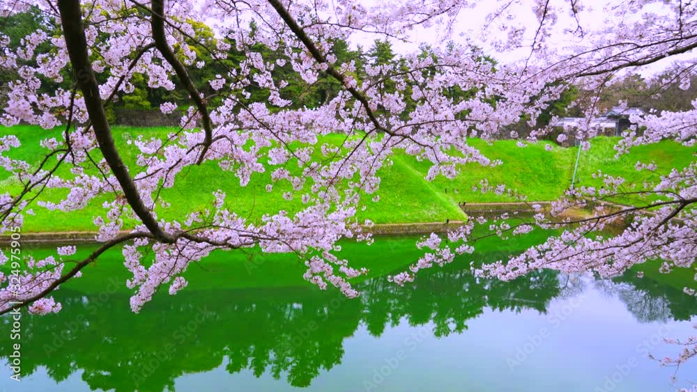 Calm water surface of Chidorigafuchi Moat, which reflects the forest beyond the Cherry blossoms at Chiyoda Tokyo Japan on 2018. Calm water surface of Chidorigafuchi Moat, which reflects the forest beyond the Cherry blossoms at Chiyoda Tokyo Japan on 2018.
