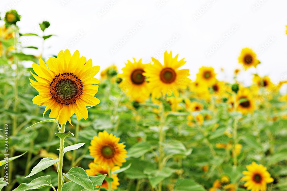 해바라기입니다 해바라기입니다