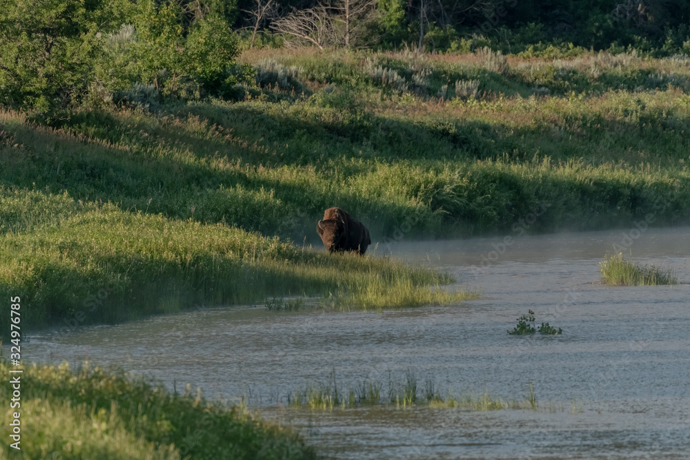 Bison Climbs Out of LIttle Missouri River Bison Climbs Out of LIttle Missouri River
