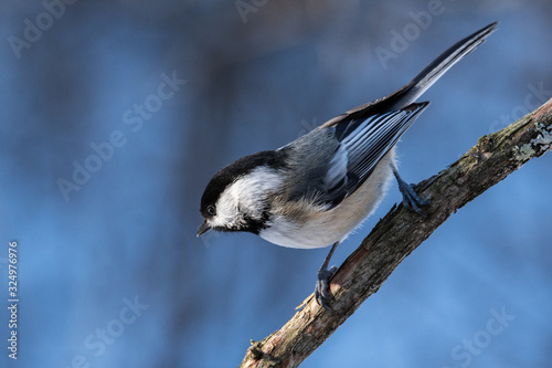 chickadee perched on a branch