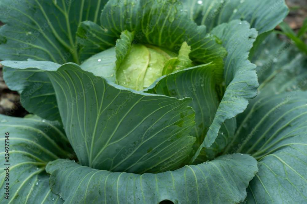 Obraz premium Top view of fresh cabbage in the garden.