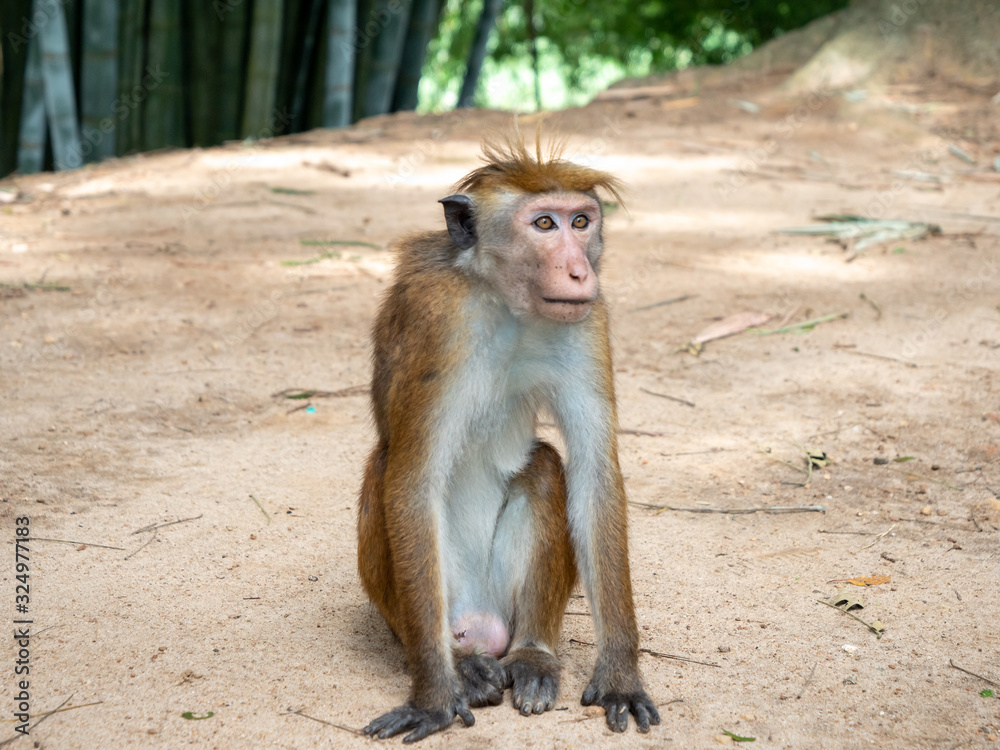 Closeup image of cute macaque monkey sitting on the ground at park