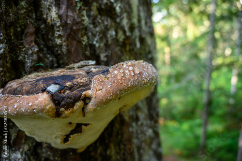 Brown Mushroom with water drops grows on tree photo