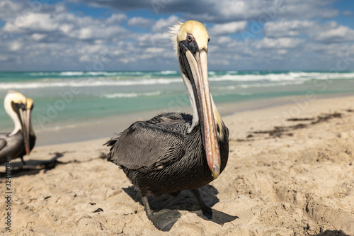 Brown pelican family on the beach, ocean waves and clouds in background
