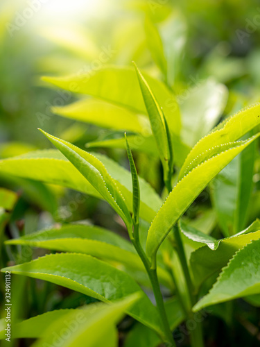 Canvas Print Closeup photo of sun shining on the green tea leaves on the bush