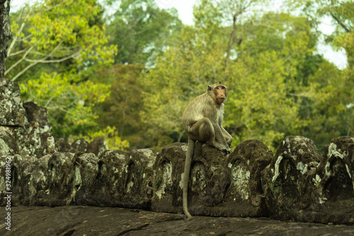 캄보디아 바이욘사원 원숭이