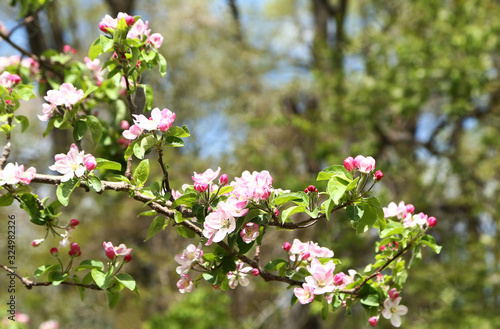 信州りんごの花 © kiyopayo