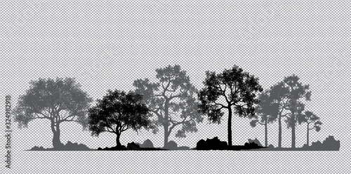 tree of life. Vector of Tree silhouette. red maple ,sugar maple, oak, poplar, green oak, birch, trees forest isolated on white background, Set 