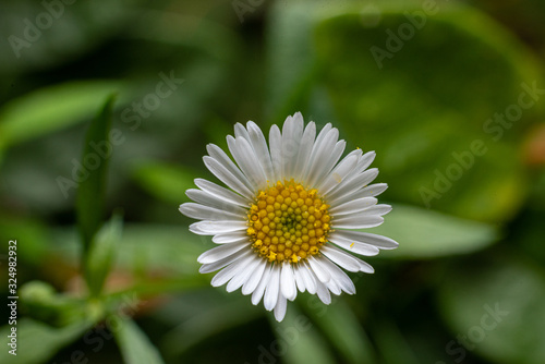 Latin American fleabane: Erigeron karvinskianus daisy in australia photo