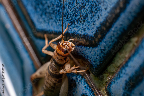 close up of a tropical house cricket on some blue tiles photo