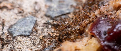 fire ants feeding on meat in australia