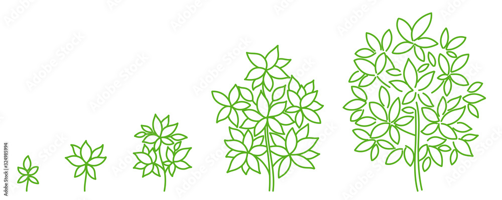 Tree growth stages diagram. Development stage. Animation progression ...