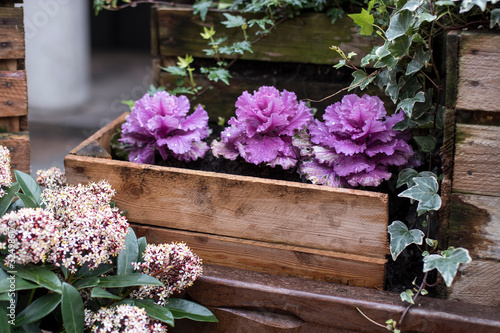 Decorative purple and white cabbage in wooden crates as decoration of city streets