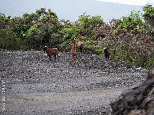 Feral goat at Puuhonua o Honaunau National Historical Park on the Big Island of Hawaii. photo
