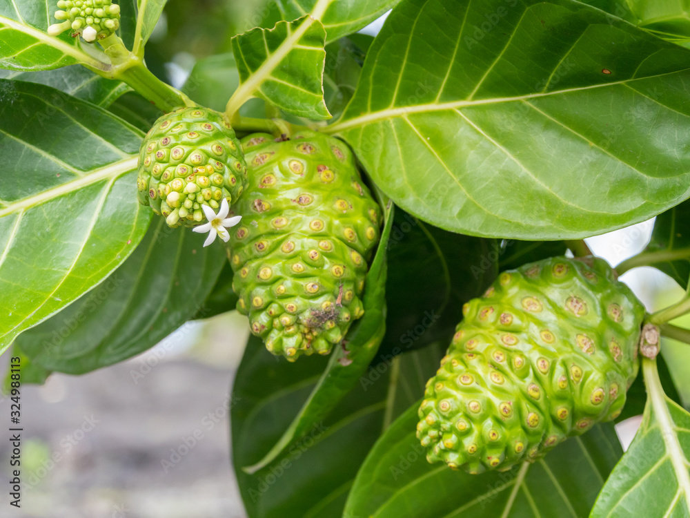 Indian Mulberry or Great Morinda (noni) at Puuhonua o Honaunau National Historical Park on the Big Island of Hawaii. 