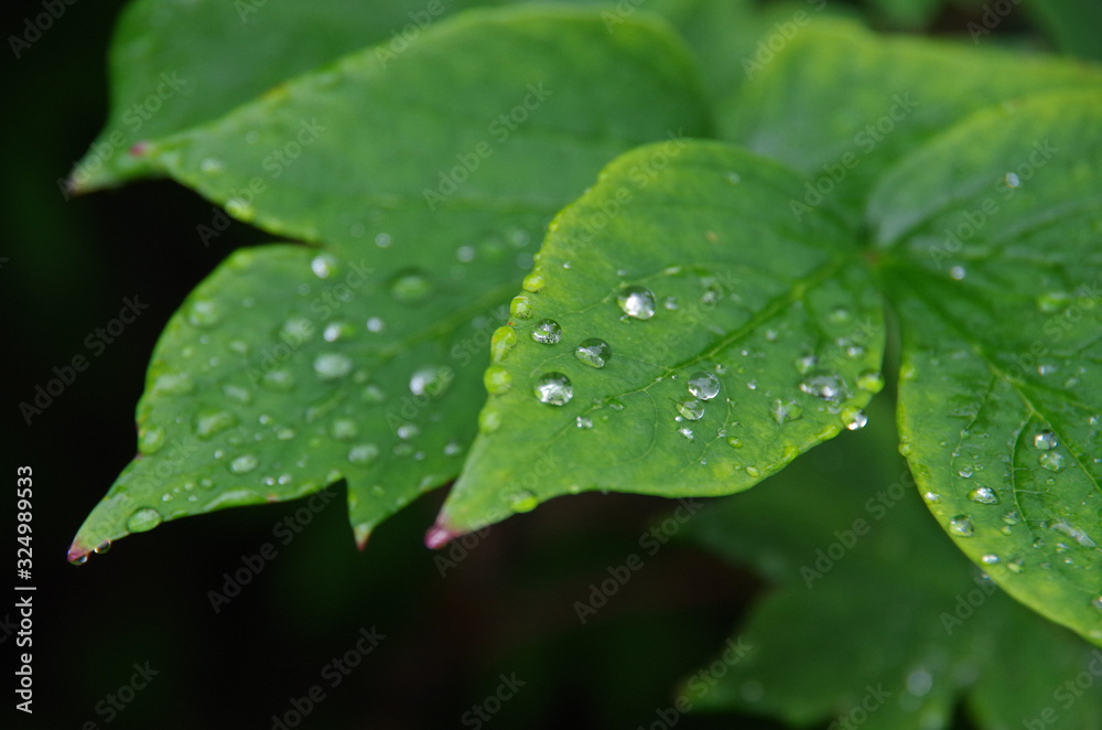 Water Drops after Rain on Leaves Water Drops after Rain on Leaves