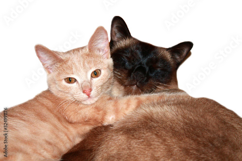 two sleeping kittens hug one another. Beautiful two cats cuddling, great design for any purposes. Home pet. White background. Domestic animal. Nature love. Beautiful background.