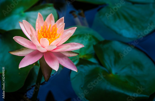Lotus flower in pond with lotus leaf nature concept background.