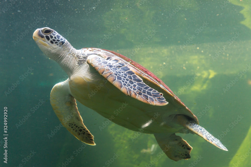 Fototapeta premium Underwater turtle swimming. Sea turtle close up over coral reef under sea. Green sea turtle swimming above a coral reef. Green Sea Turtle Cruising in the warm waters of the Pacific Ocean.