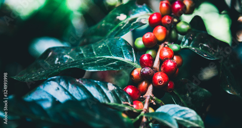 Arabicas Coffee Tree on Coffee tree at Doi Chaang in Thailand, Coffee bean Single origin words class specialty.vintage nature background, photo