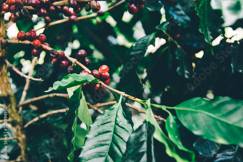 Arabicas Coffee Tree on Coffee tree at Doi Chaang in Thailand, Coffee bean Single origin words class specialty.vintage nature background, photo