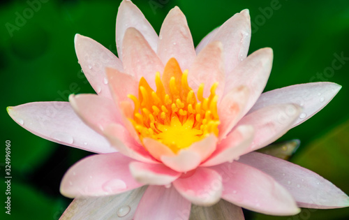 A beautiful lotus flower is complimented by the rich colors of the deep blue water surface.Nature Background.