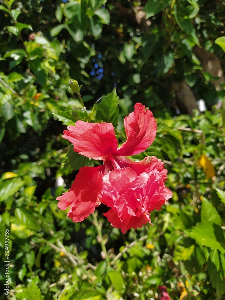 red flowers in garden red flowers in garden