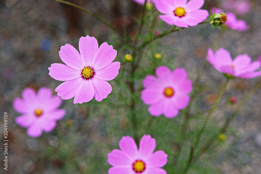 Fototapeta premium 가을코스모스입니다