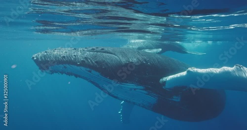 Underwater view of humpback whale swimming very close to the camera and waving its pectoral fin and tail, swimming with whales on vacation photo