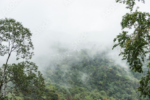 The dense forest in Northern Laos. photo