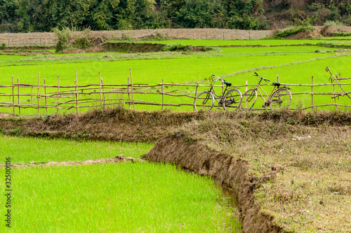 Rice growing in Dien Bien Phu,, northern Vietnam. photo