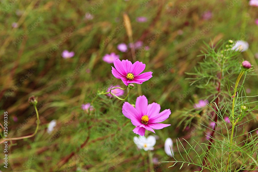 가을코스모스입니다