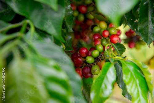 Arabicas Coffee Tree on Coffee tree at Doi Chaang in Thailand, Coffee bean Single origin words class specialty.vintage nature background, photo