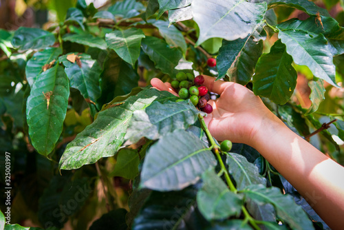 Hand pick up Arabicas Coffee bean on Coffee tree at Doi Chaang in Thailand, Coffee bean Single origin words class specialty.vintage nature background, photo