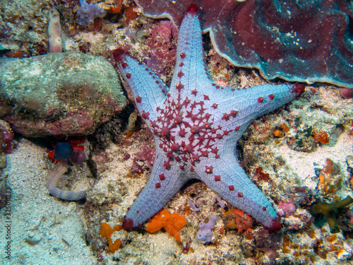 Honeycomb Cushion Star (Pentaceraster alveolatus) photo