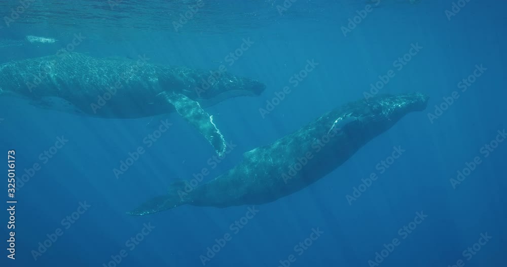 underwater-view-of-a-pod-of-humpback-whales-swimming-together-in-deep
