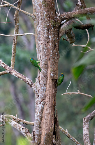 Yellow fronted Barbet an endemic bird found in Sri Lanka photo