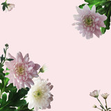 Pink and white chrysanthemums on a pink background. Card with a floral botanical composition with realistic flowers and green leaves in the corners.