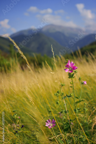 Mallow moschata species of mallow that grows in meadows and ditches of Tian Shan mountainous areas in green background defocused © Roman