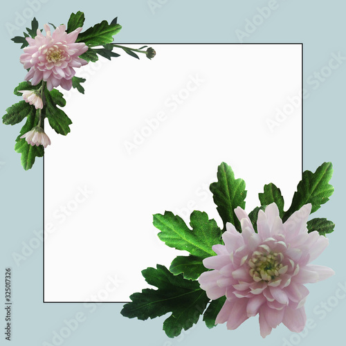 Blue square frame with pink chrysanthemums and green leaves and twigs with white space for text. photo