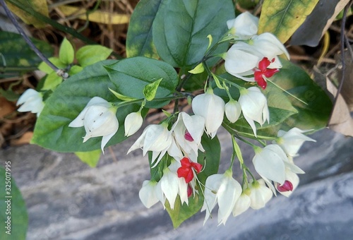 Bunch of Bagflower or Bleeding Heart Flowers photo