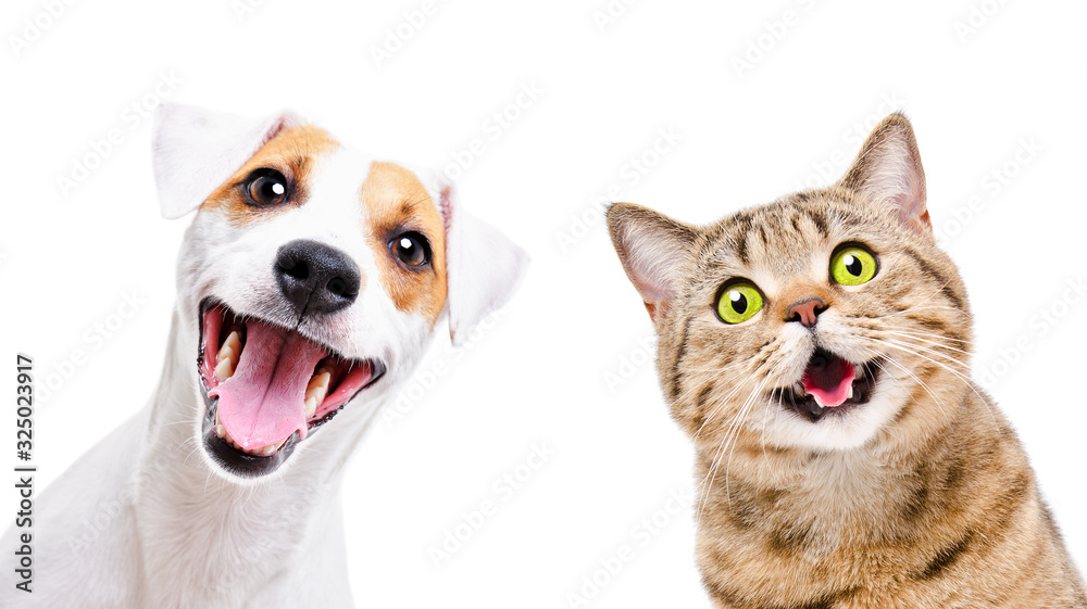 Portrait Of Funny Dog Jack Russell Terrier And Cheerful Cat Scottish Straight Isolated On White Backgroun Stock Photo Adobe Stock